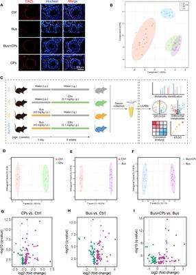 Chestnut polysaccharide rescues the damaged spermatogenesis process of asthenozoospermia-model mice by upregulating the level of palmitic acid